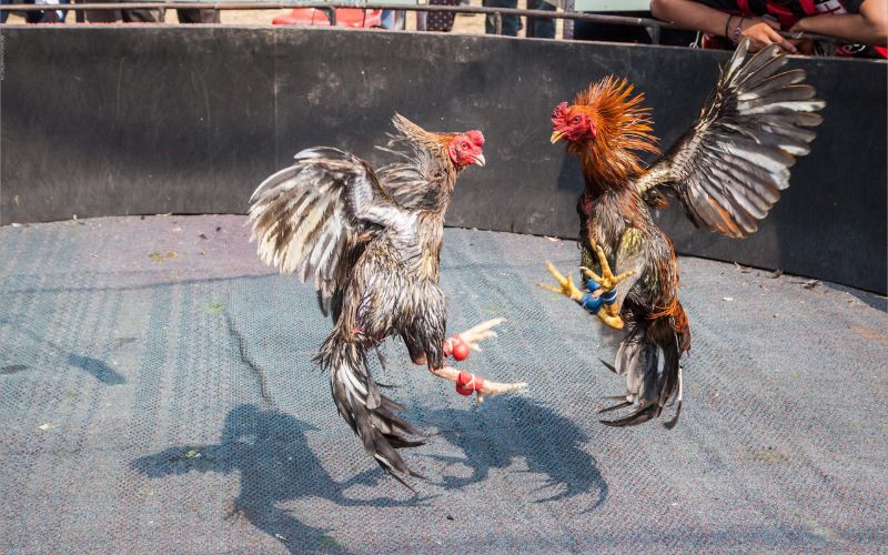 Cá cược đá gà trường gà quốc tế uy tín