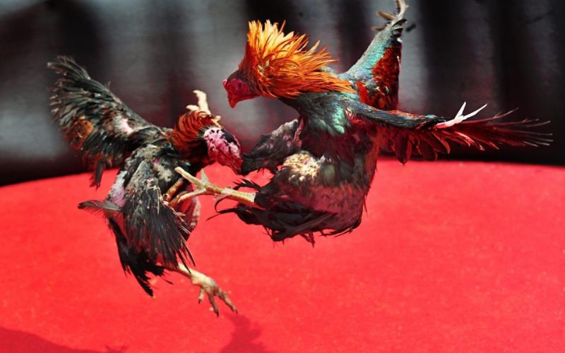 Cá cược đá gà tỷ lệ kèo cập nhật liên tục