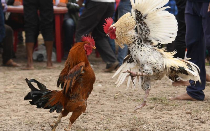 Cá cược đá gà online chất lượng cao