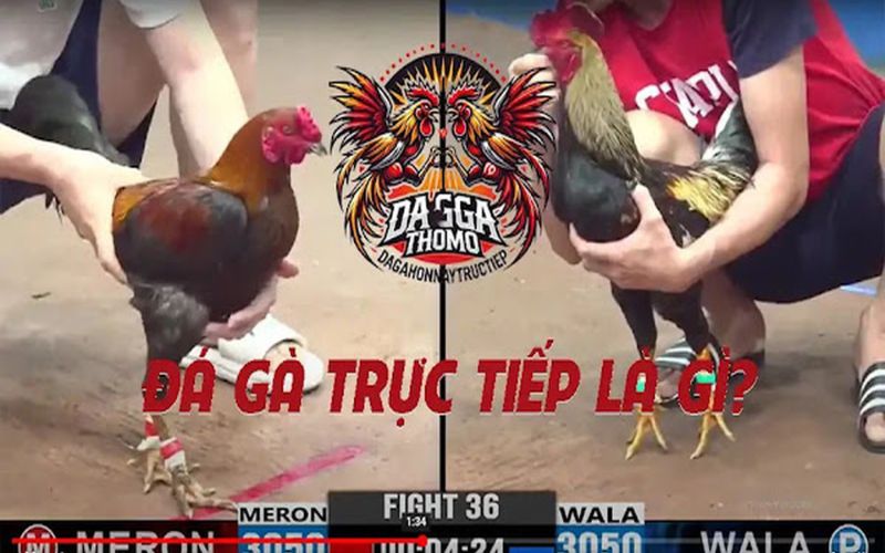 Cá cược đá gà trực tiếp trường gà chuyên nghiệp